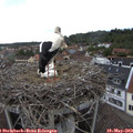 14_40-nest.jpg