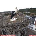 14_45-nest.jpg