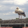 14_50-mast.jpg