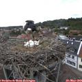 14_50-nest.jpg