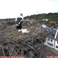 14_55-nest.jpg