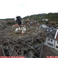 15_00-nest.jpg