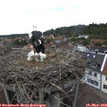 15_05-nest.jpg