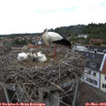 15_10-nest.jpg