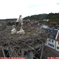 15_15-nest.jpg