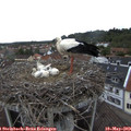 15_20-nest.jpg