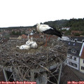 15_25-nest.jpg