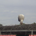 15_30-mast.jpg