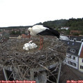 15_30-nest.jpg