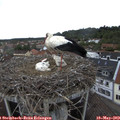 15_35-nest.jpg