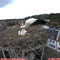 15_40-nest.jpg