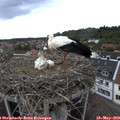 15_45-nest.jpg