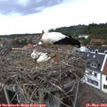 15_50-nest.jpg
