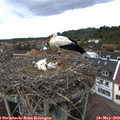 15_55-nest.jpg