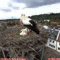 16_00-nest.jpg