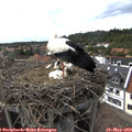 16_10-nest.jpg