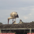 16_20-mast.jpg