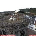 16_20-nest.jpg