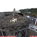 16_25-nest.jpg