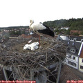 16_30-nest.jpg