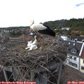 16_35-nest.jpg