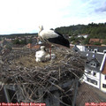 16_40-nest.jpg