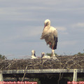 16_45-mast.jpg