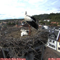 16_45-nest.jpg