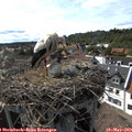 16_50-nest.jpg