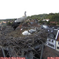16_55-nest.jpg