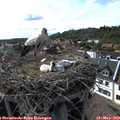 17_00-nest.jpg