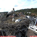 17_05-nest.jpg