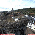 17_10-nest.jpg