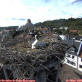 17_15-nest.jpg