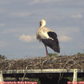 17_20-mast.jpg