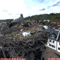 17_20-nest.jpg