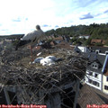 17_25-nest.jpg