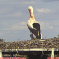 17_30-mast.jpg