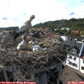 17_30-nest.jpg