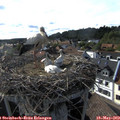 17_35-nest.jpg