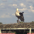 17_40-mast.jpg