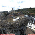 17_40-nest.jpg