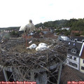 17_50-nest.jpg