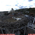 17_55-nest.jpg