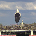 18_00-mast.jpg