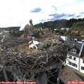 18_00-nest.jpg