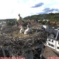 18_05-nest.jpg