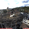 18_10-nest.jpg