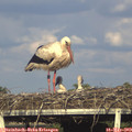 18_15-mast.jpg