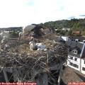 18_15-nest.jpg